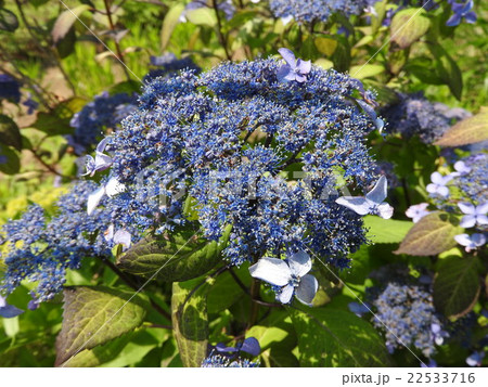 見た目はほとんどが装飾花だ 本当の花は隠れて見えない まさに化粧で本音を隠した女性のようだ の写真素材