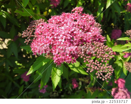 花言葉は、「純情」と「穏やか」である。どちらも、清楚で控え目、心が汚れていない女性にぴったり。 花言葉は、「純情」と「穏やか」である。どちらも、清楚で控え目、心が汚れていない女性にぴったり。 22533717