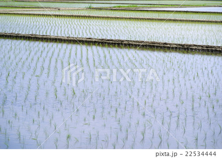 田植えの終わった水田 5月下旬 22534444