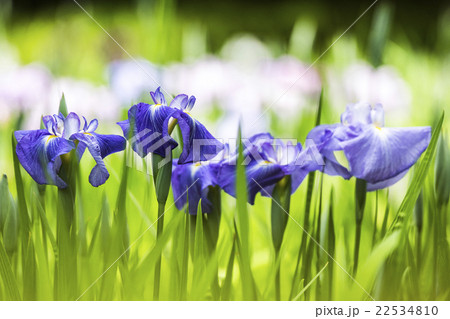 花菖蒲 22534810