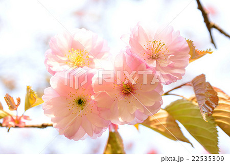 クシロヤエ クシロヤエ 22535309