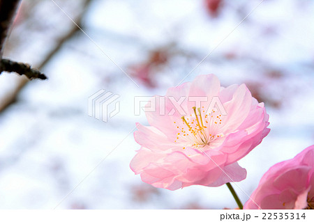 クシロヤエ 22535314