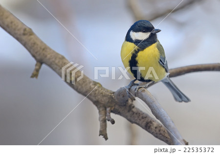 great tit on brunch great tit on brunch 22535372