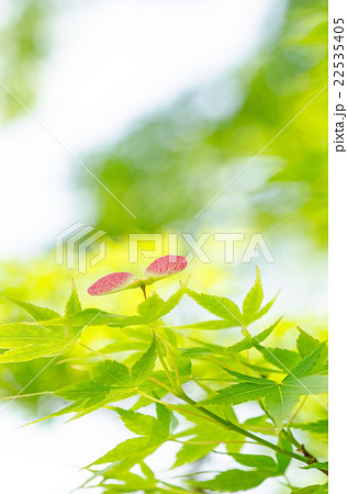 青もみじ　種 22535405