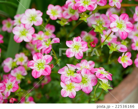 クモマグサ 22536166