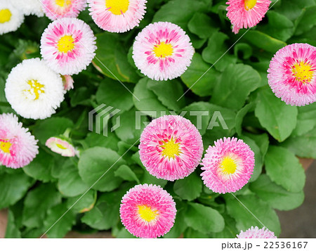 デージー 22536167
