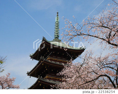 旧寛永寺五重塔と桜 22536254