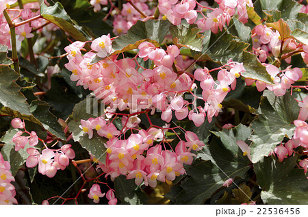 木立性ベゴニア 22536456