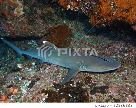 ネムリブカ ネムリブカ 22536838