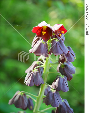 フリチラリア ペルシカ 22537092