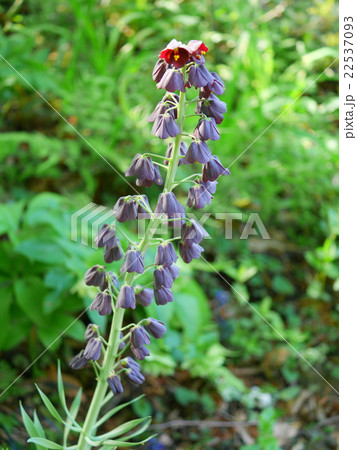 フリチラリア ペルシカ 22537093