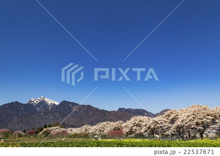 桜と山_甲斐駒ヶ岳_南アルプス 22537671