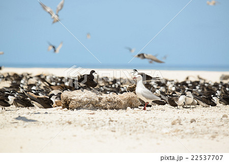 オーストラリア　ケアンズ　ミコマスケイ 22537707