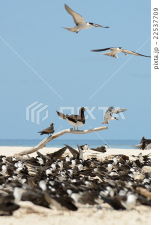 オーストラリア　ケアンズ　ミコマスケイ 22537709