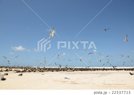 オーストラリア　ケアンズミ　コマスケイ 22537713