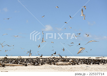 オーストラリア　ケアンズミ　コマスケイ 22537714