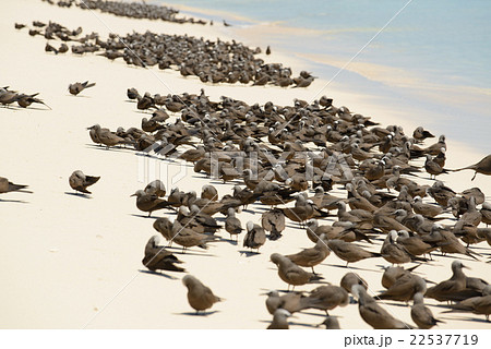 オーストラリア　ケアンズミ　コマスケイ 22537719