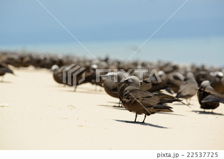 オーストラリア　ケアンズミ　コマスケイ 22537725