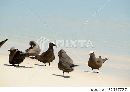 オーストラリア　ケアンズミ　コマスケイ 22537727