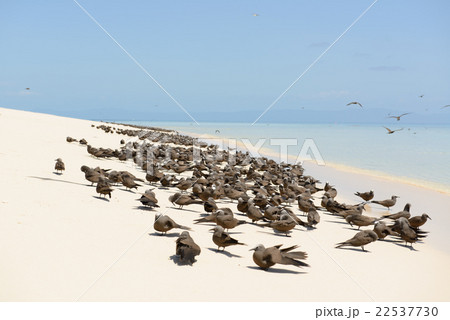 オーストラリア　ケアンズミ　コマスケイ 22537730