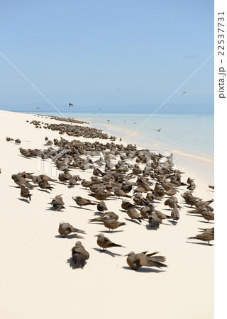 オーストラリア　ケアンズ　ミコマスケイ 22537731