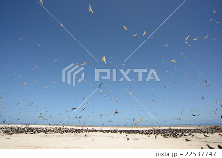 オーストラリア　ケアンズ　ミコマスケイ 22537747