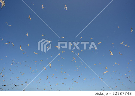 オーストラリア　ケアンズ　ミコマスケイ 22537748