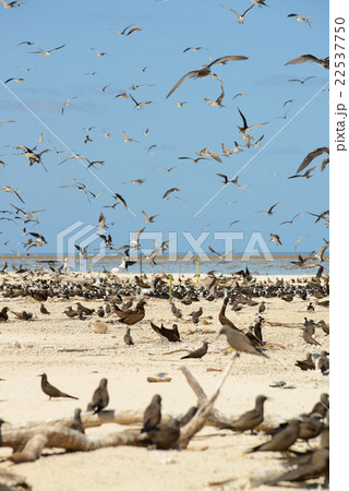 オーストラリア　ケアンズ　ミコマスケイ 22537750