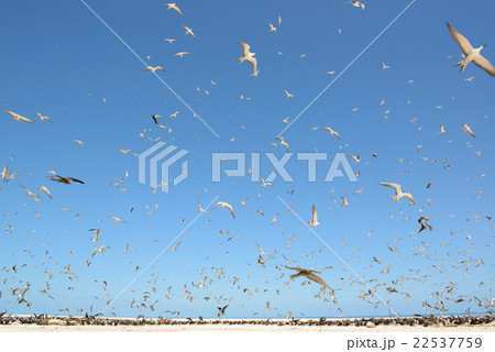 オーストラリア　ケアンズ　ミコマスケイ 22537759