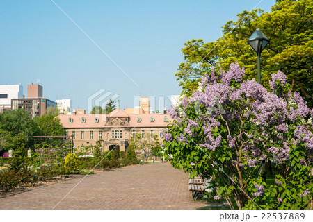 札幌大通公園 ライラック 札幌大通公園 ライラック 22537889
