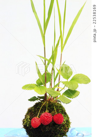 苔玉 22538169