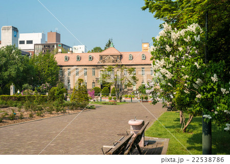 札幌大通公園 ライラック 22538786