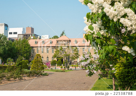 札幌大通公園 ライラック 22538788