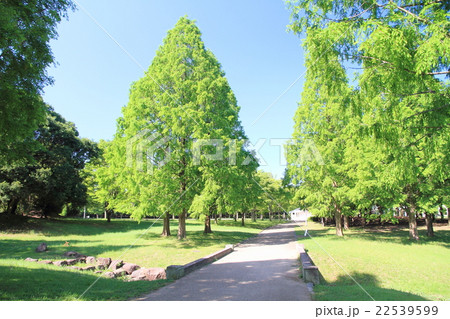 新緑の公園 22539599