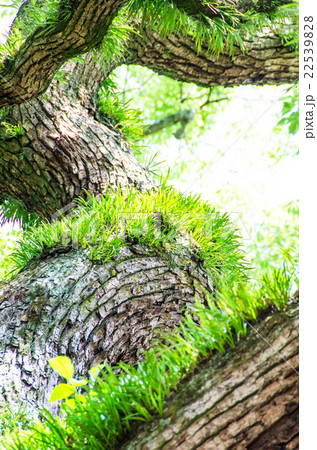 春の楠　 22539828