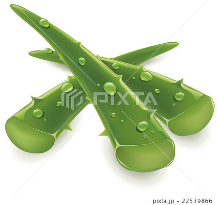aloe vera  piece of plant with fresh water drops 22539866