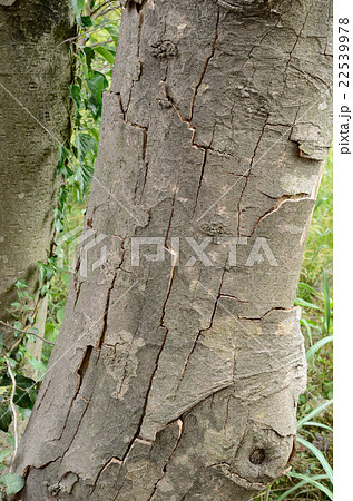 樹皮が、ひび割れ・剥がれて成長し続けるケヤキ・欅の樹 樹皮が、ひび割れ・剥がれて成長し続けるケヤキ・欅の樹 22539978