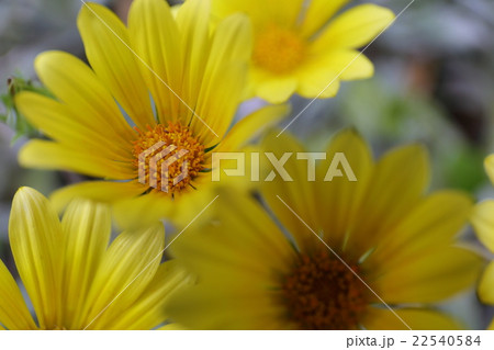 蛇の目勲章菊の花 22540584