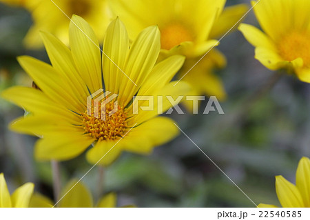 蛇の目勲章菊の花 22540585