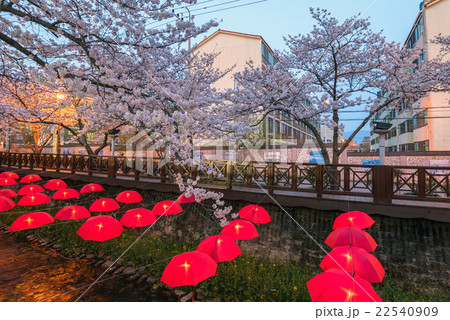 Jinhae sakura, South Korea 22540909