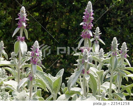 初夏のラムズイヤー(和名:ワタチョロギ) 初夏のラムズイヤー(和名:ワタチョロギ) 22541258