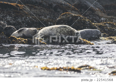 ゼニガタアザラシ5 22541568