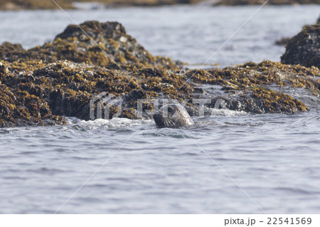 ゼニガタアザラシ6 ゼニガタアザラシ6 22541569