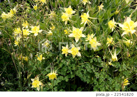 珍しい西洋オダマキ：アクイレギア・クリサンサ 「イエロー・クィーン」  22541820