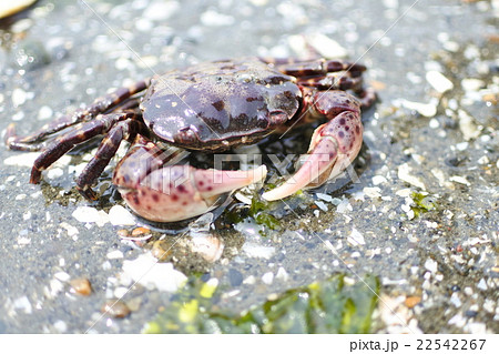 海にいたカニ1の写真素材