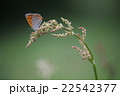 ベニシジミとスイバ 22542377