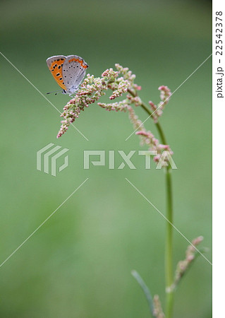 ベニシジミとスイバ 22542378