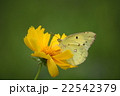 モンキチョウとオオキンケイギク 22542379