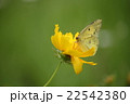 モンキチョウとオオキンケイギク 22542380