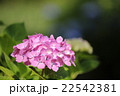 ピンクのアジサイ 22542381